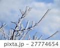 樹氷 27774654