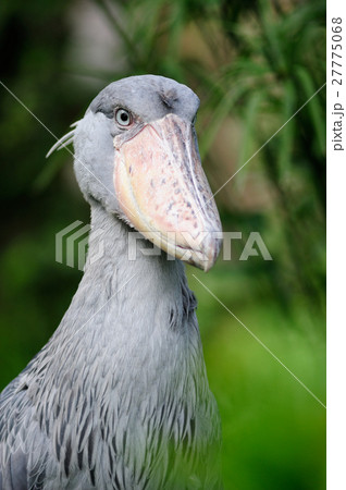 ハシビロコウ 27775068