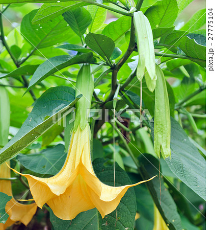 Yellow angel trumpet flowers on the tree 27775104