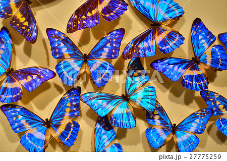青い蝶の集まりの写真素材