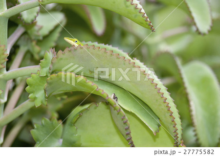 ハカラメの葉にひそむ外来種グリーンアノール 27775582