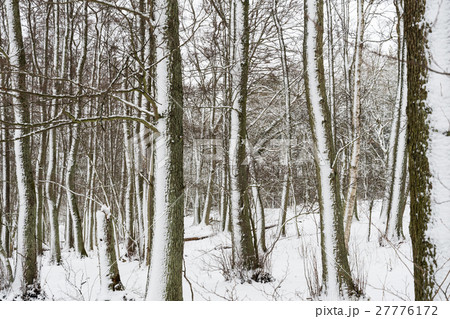Snowy tree trunks after the storm 27776172