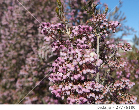 可愛い小さい桃色の花エリカの写真素材