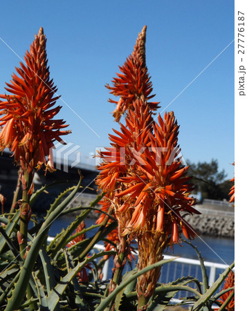 赤い花を咲かせたキダチアロエの写真素材