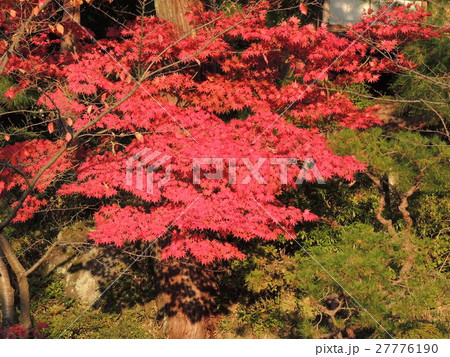 紅葉 27776190