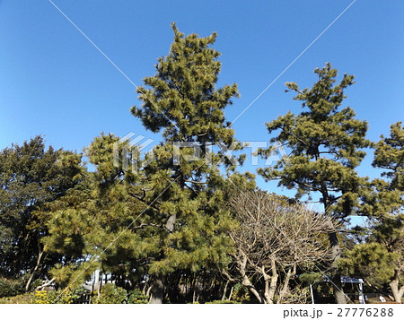 稲毛海岸入り口の黒松の街路樹 稲毛海岸入り口の黒松の街路樹 27776288