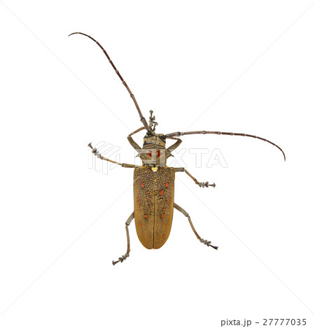 Species of longhorn beetles beetles. 27777035