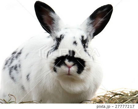Rabbit 27777217