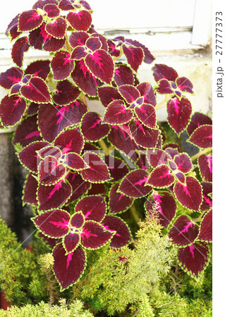 シソ科 しそ科 草 27777373