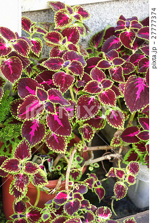 シソ科 しそ科 草 27777374