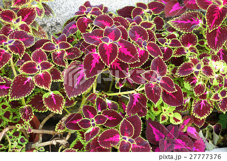 シソ科 しそ科 草 27777376