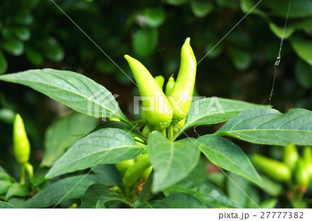 チリ トウガラシ ホットペッパー 27777382