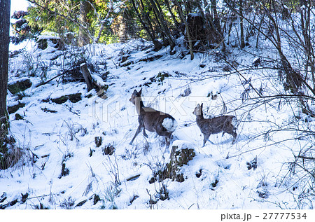 親子の野生鹿 親子の野生鹿 27777534