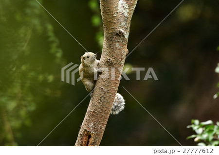 タイワンリスa 27777612