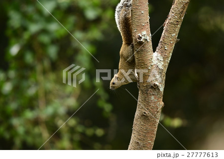 タイワンリスb 27777613