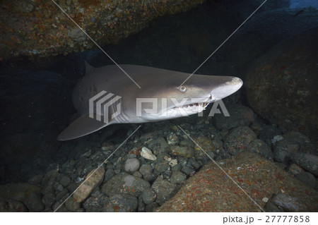 小笠原のシロワニ　サンドタイガーシャーク 27777858