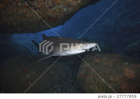 小笠原のシロワニ　サンドタイガーシャーク 27777859