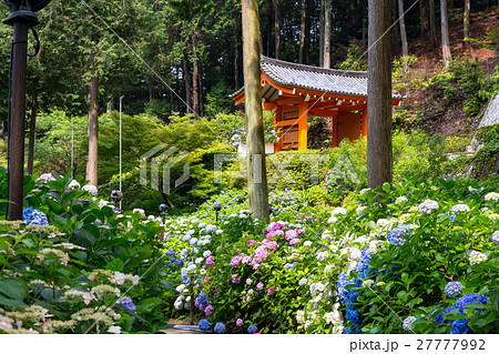 三室戸寺 - 紫陽花 三室戸寺 - 紫陽花 27777992