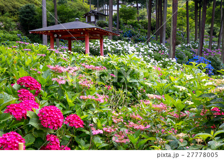 三室戸寺 - 紫陽花 27778005