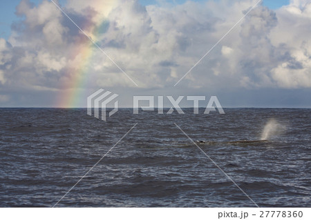 虹を背景に泳ぐマッコウクジラ　小笠原 27778360