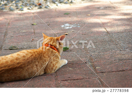 猫 ねこ ネコ 27778398