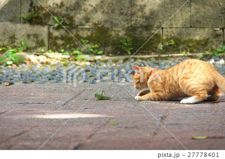 猫 ねこ ネコ 27778401