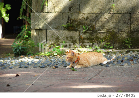 猫 ねこ ネコ 27778405