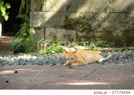 猫 ねこ ネコ 27778406