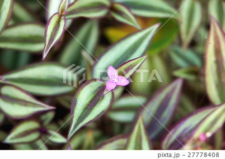 つゆ草 蛍草 ホタルグサ 27778408