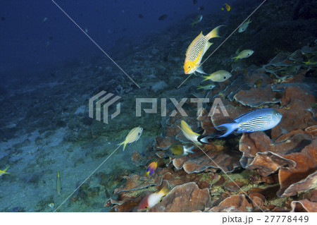 リュウモンサンゴに群れるトサヤッコとヒレナガヤッコ 27778449