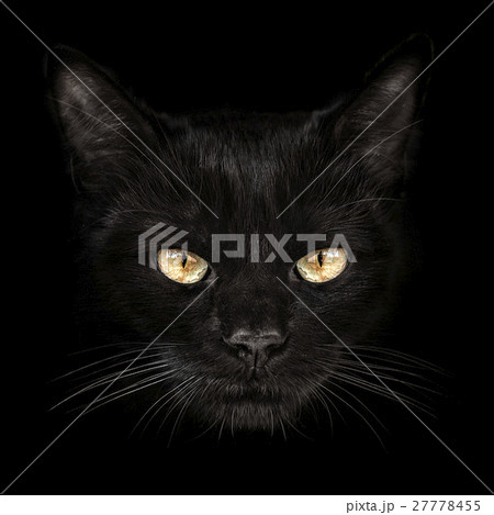 dark muzzle cat close-up. front view 27778455