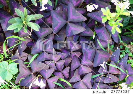紫の葉 オキザリス ミヤマカタバミ 27778587