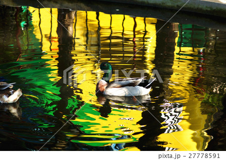 コガモ アメリカコガモ 群がる 27778591