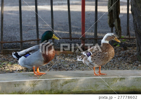 コガモ アメリカコガモ 群がる 27778602