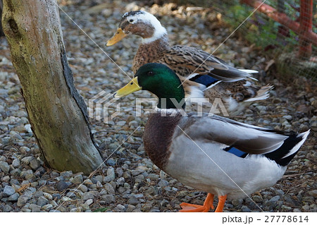 コガモ アメリカコガモ 群がる 27778614