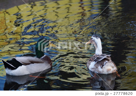 コガモ アメリカコガモ 群がる 27778620