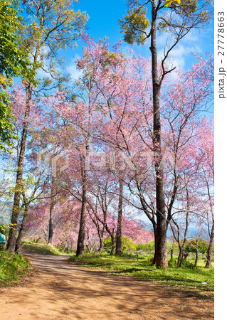 Wild Himalayan Cherry Wild Himalayan Cherry 27778663