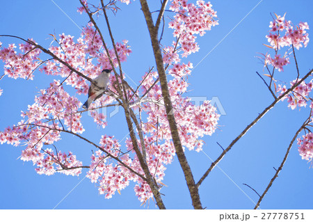 bird and pink sakura bird and pink sakura 27778751