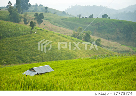 terrace rice field with shack terrace rice field with shack 27778774