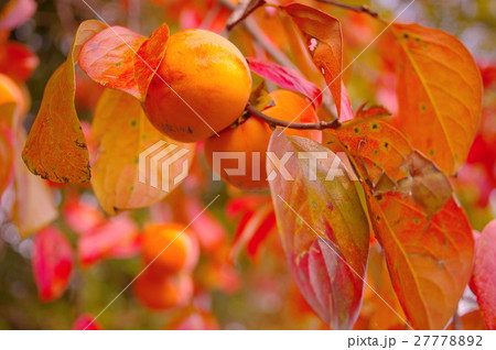 柿の実と紅葉 柿の実と紅葉 27778892