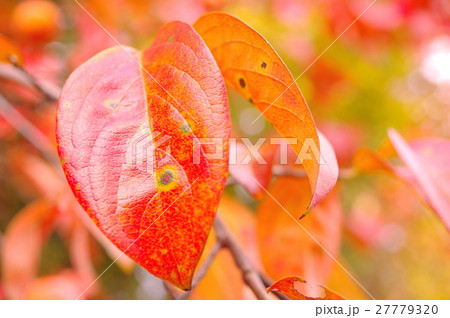 柿の紅葉 27779320