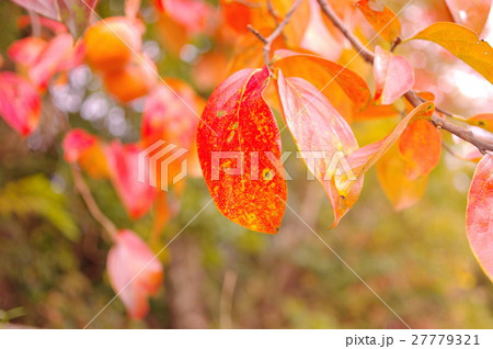 柿の紅葉 27779321