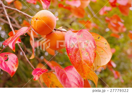 紅葉と柿の実 27779322