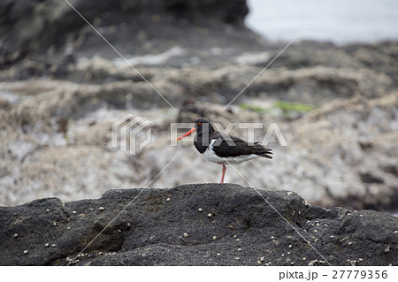 ミヤコドリ（オイスターキャッチャー）チャタム島固有種 27779356