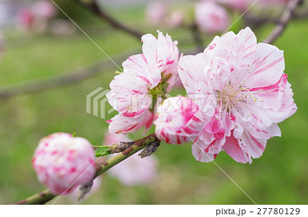 絞り咲き桃の花 27780129