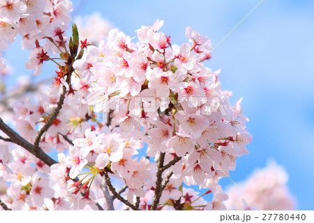 浜松市船明ダムの桜 27780440