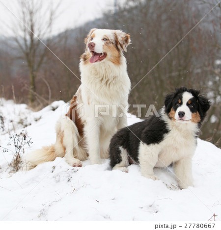 Australian shepherd in winter 27780667