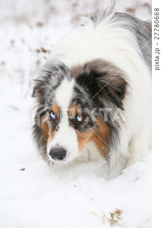 Amazing australian shepherd in winter 27780668