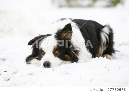Border collie in winter Border collie in winter 27780678