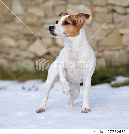 Portrait of Jack russell terrier Portrait of Jack russell terrier 27780685